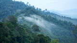 flowing fog waves on mountain tropical rainforest in phang nga thailand.