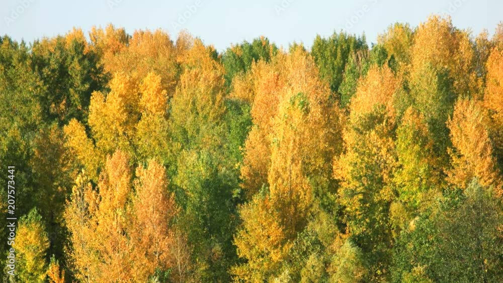Trees in autumn forest. Blue sky background. Trees in autumn forest. Blue sky background.