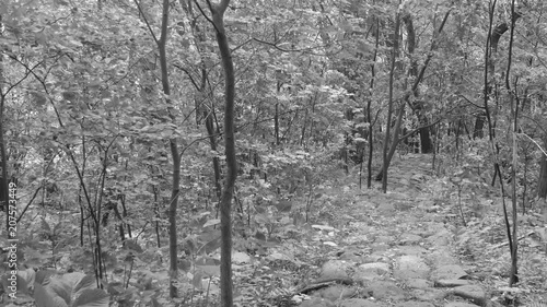 Wallpaper Mural 初夏の森　遊歩道 Torontodigital.ca