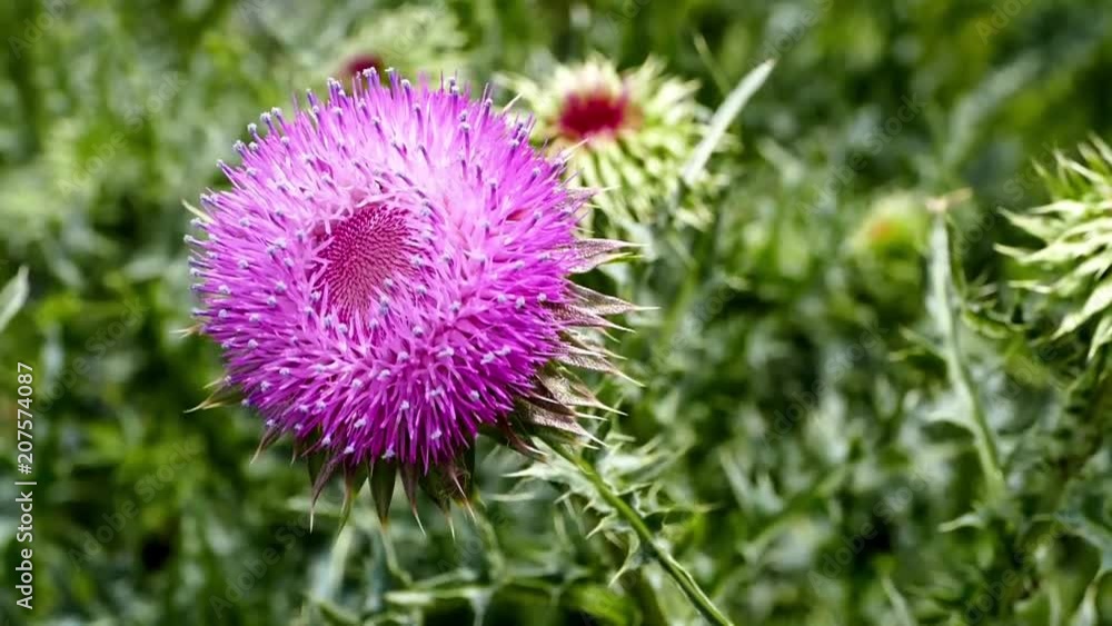Kenger plant, video of Silybum marianum plant
Kenger plant, video of Silybum marianum plant