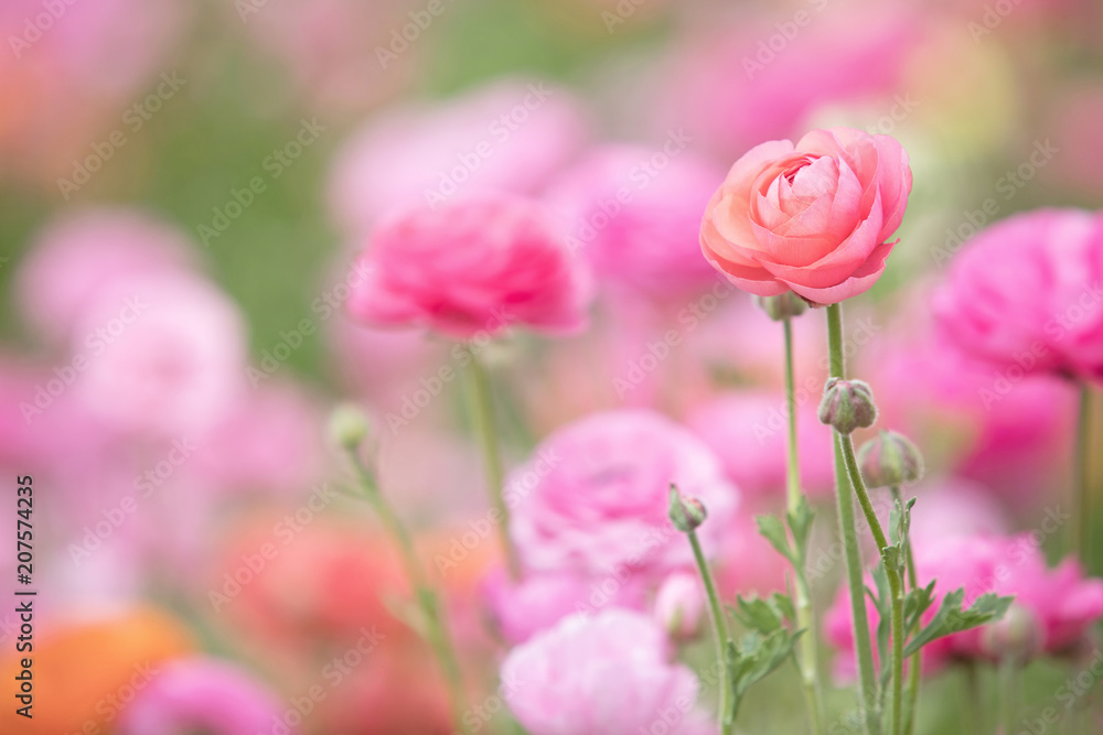Photograph of Sherbet colored ranunculus growing in a field Photograph of Sherbet colored ranunculus growing in a field