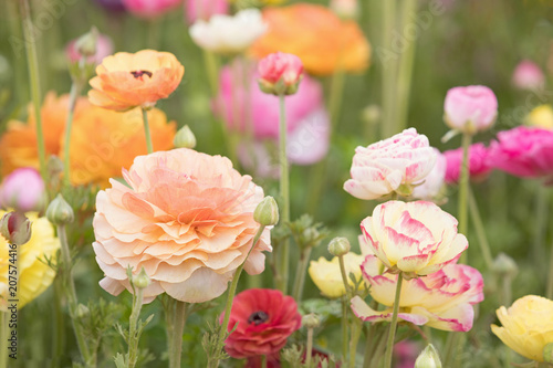 Photo Photograph of a field of Ranunculus flowers