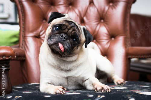 Konstfotografi Pug