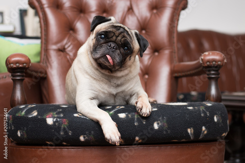 Konstfotografi Pug