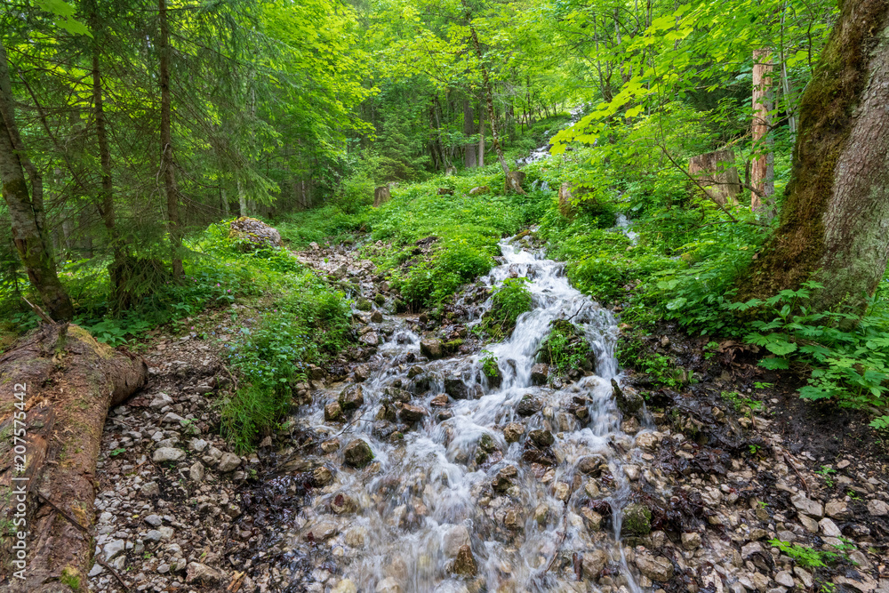 Obraz premium Kleiner Bach im Wald