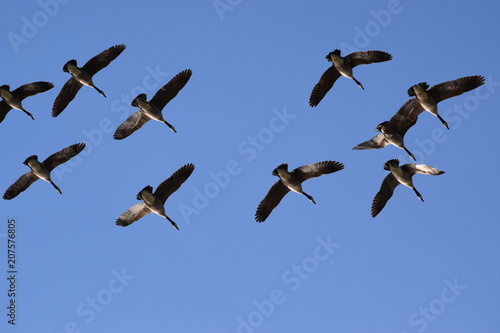 Canadian Geese Flying Overhead