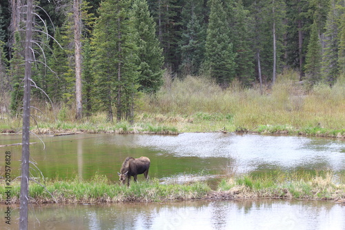 Moose Grazing