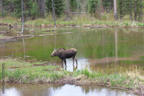 Moose Grazing