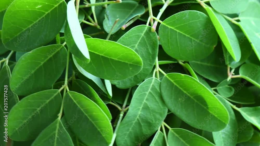 Moringa leaf rotation
Moringa leaf rotation