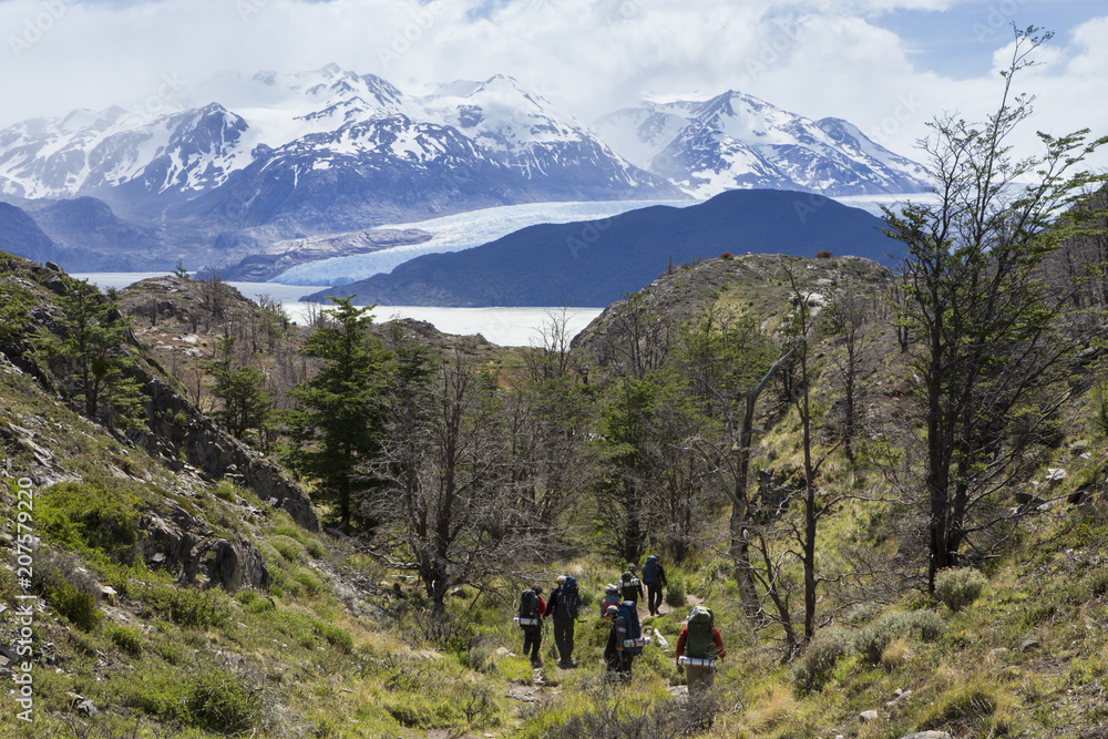 People with backpack trekking in the Torres del Paine National Park, they go down towards the Gray Glacier through the path between the trees