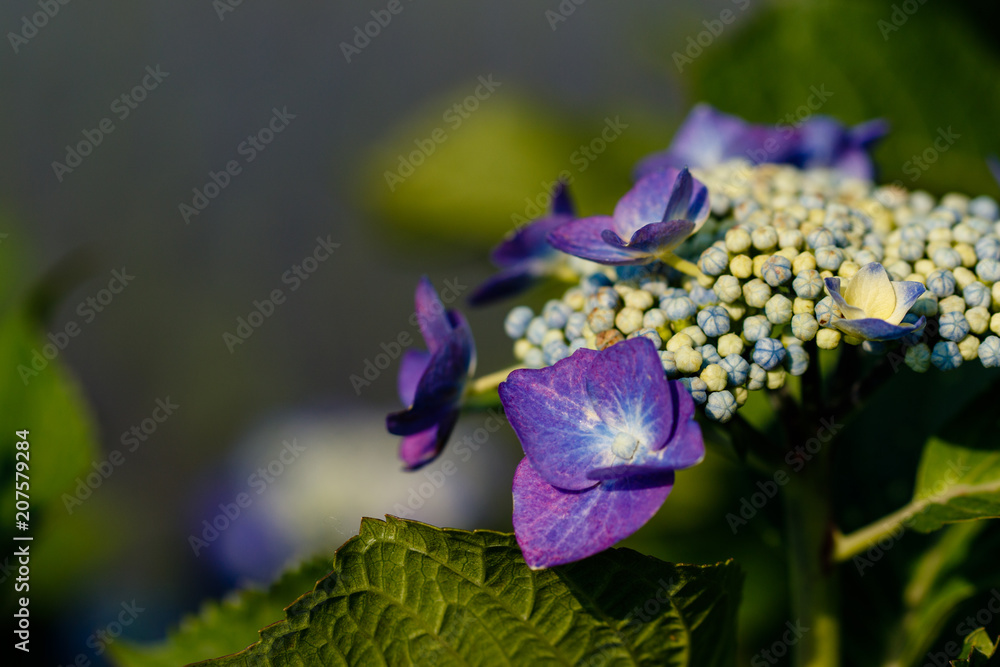紫陽花