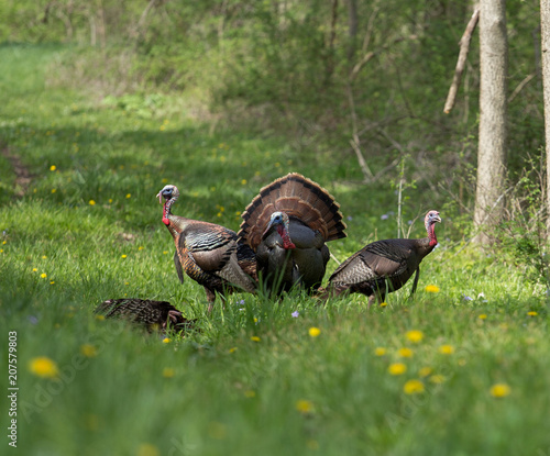Three Toms and One Down
