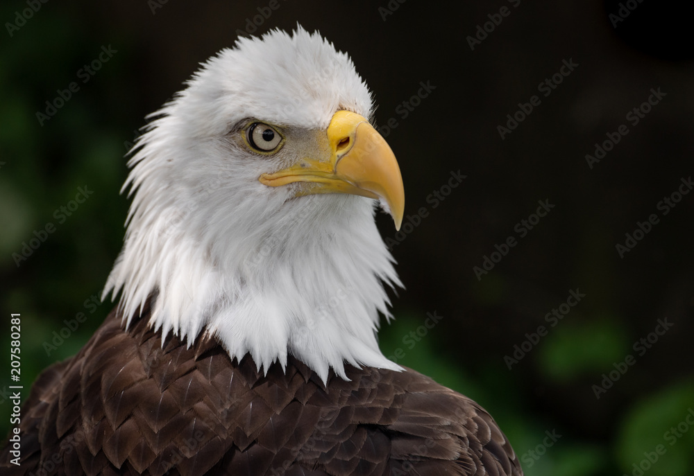 Bald Eagle 