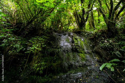 Long Exposure photography. Beautiful small waterfall in the rainforest with green nature. Purakaunui Falls, The Catlins, New Zealand.