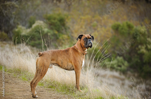 Boxer dog outdoor portrait standing in natural environment