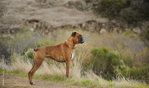 Boxer dog outdoor portrait standing alert in field with hill