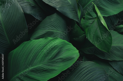 Large foliage of tropical leaf with dark green texture,  abstract nature back...