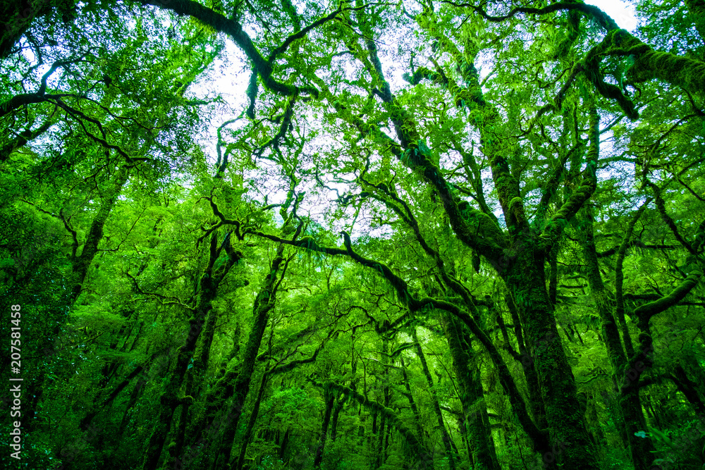 Beautiful greenery in nature with the trees covered with moss in a rainforest. Beautiful greenery in nature with the trees covered with moss in a rainforest.