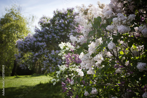 Blooming lilac in the garden