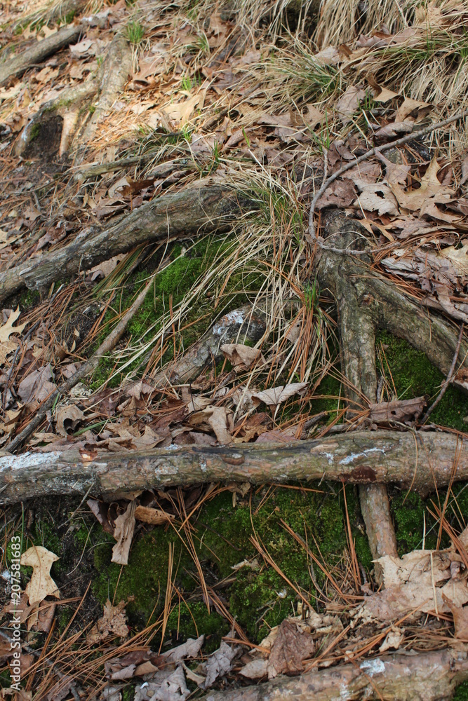 Unusual Tree Stump