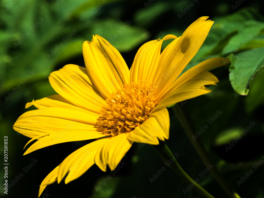 Obraz premium Yellow Flower Plant