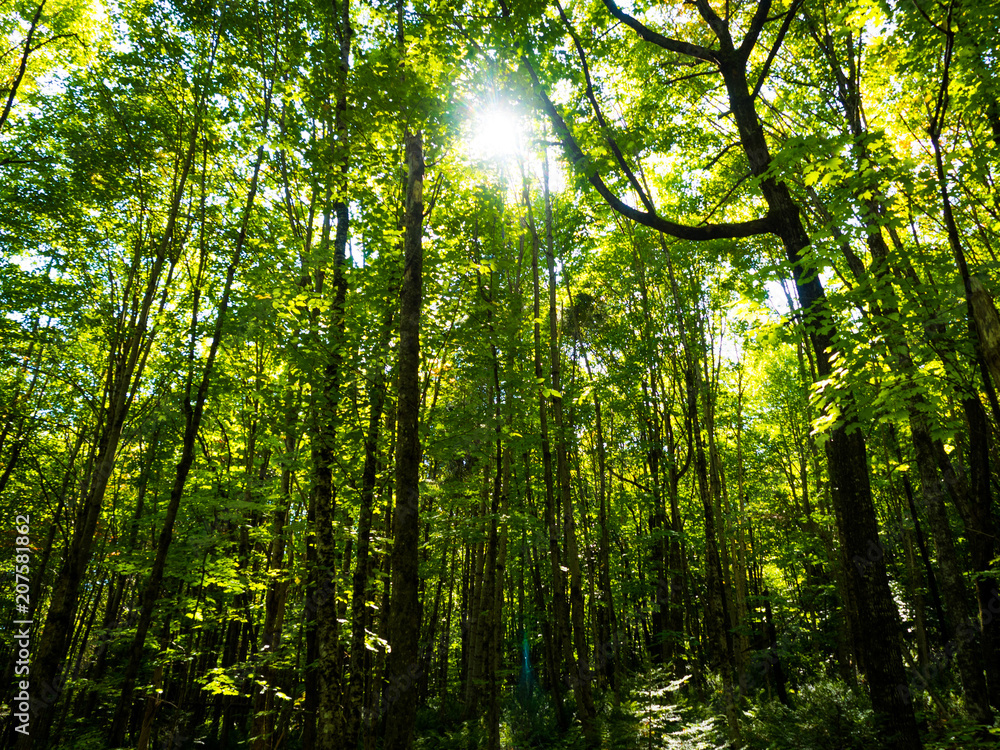 Fototapeta premium Green Forest