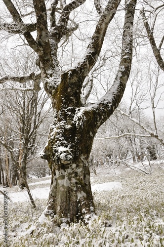 雪化粧のブナの大木