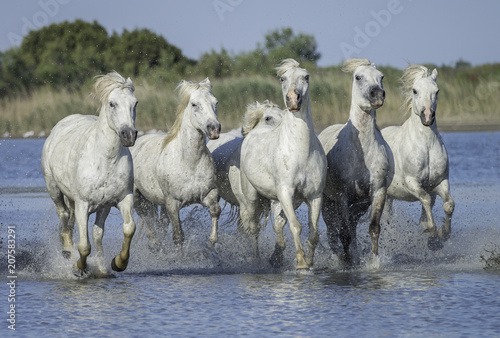 White Stallions Running in the Water