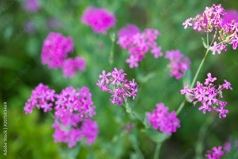 ピンク色のムシトリナデシコの花のアップ