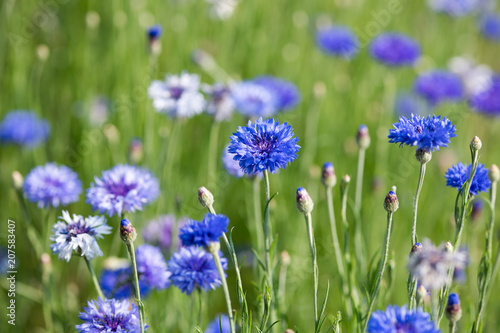 青いヤグルマギクの花