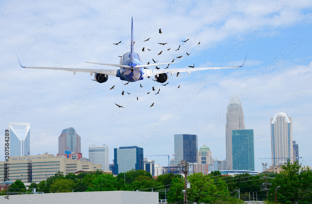 Naklejka premium Passenger jet airliner with a flock of birds in front of it on when taking off which is extremely dangerous as they could damage a jet engine and cause a plane crash.