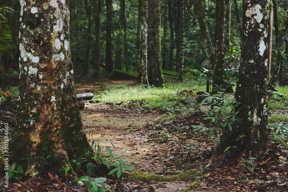 Beautiful green landscape of tropical rain forest Beautiful green landscape of tropical rain forest