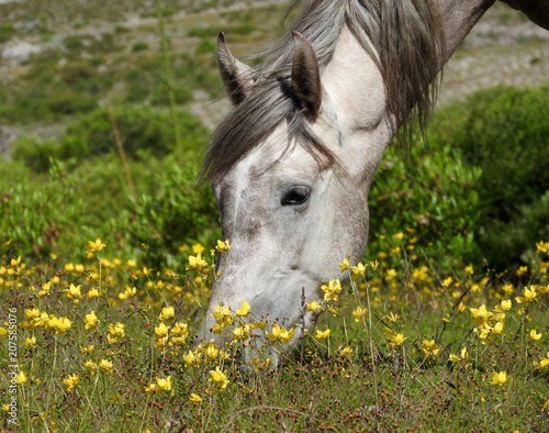 Caballo
