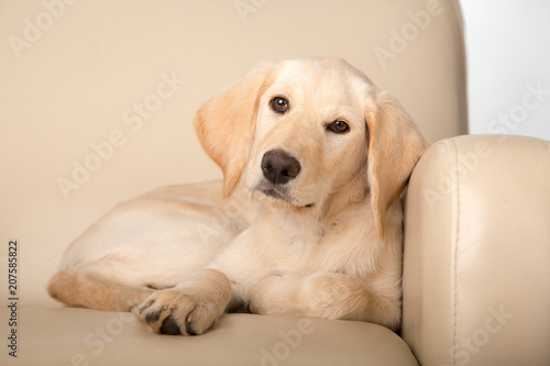 Yellow lab puppy lying on chair