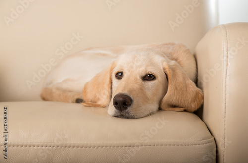 yellow lab puppy on chair