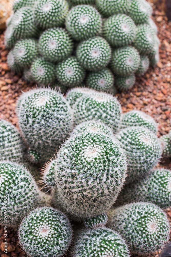 Mammillaria geminispina cactus. Mammillaria geminispina cactus.