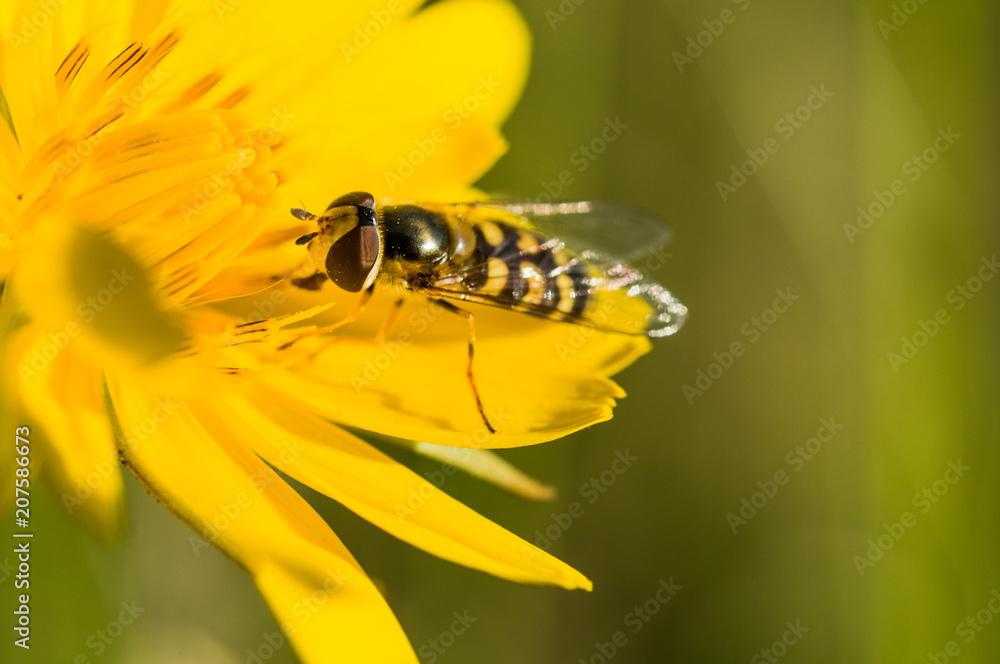 side of wild fly diptera syrphidae side of wild fly diptera syrphidae