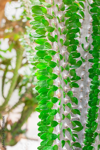 Close Up Alluaudia procera drake texture background