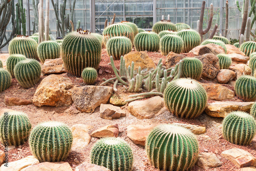 Golden Barrel Cactus or Echinocactus Grusonii Plant.