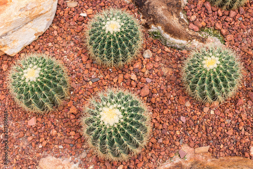 Golden Barrel Cactus or Echinocactus Grusonii Plant.
