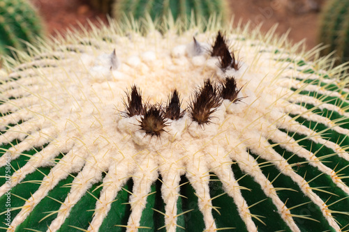 Golden Barrel Cactus or Echinocactus Grusonii Plant.