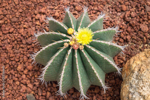 Echinocactus grusonii with yellow flowers of cactus on brown stone background