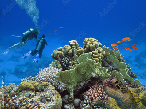 Fototapeta Naklejka Na Ścianę i Meble -  Divers and big sea turle underwater