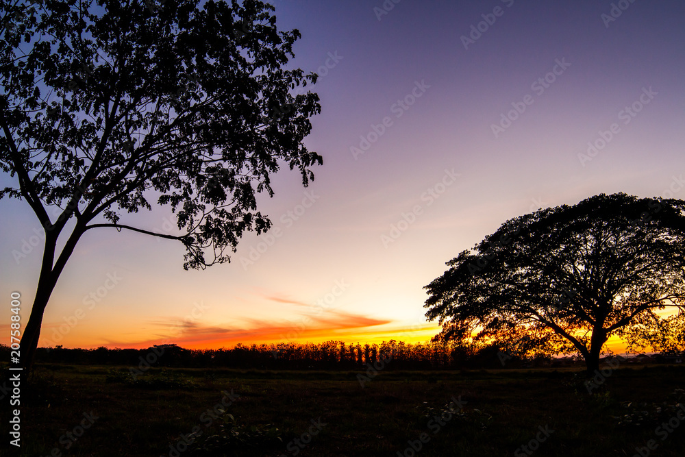 colorful Big Tree at sunset. colorful Big Tree at sunset.