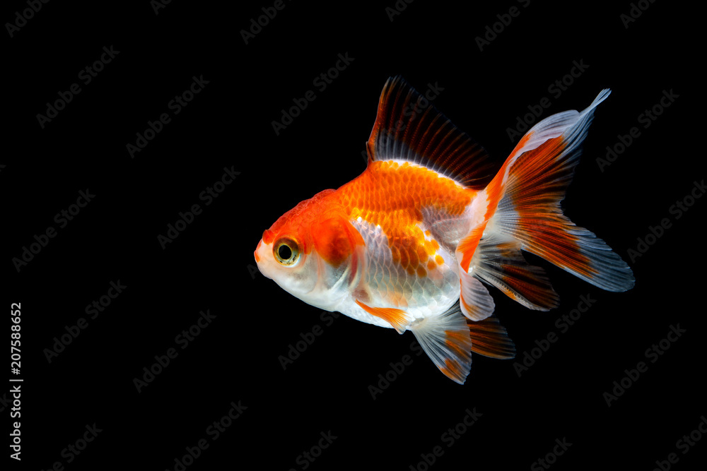 Goldfish isolated on black background Goldfish isolated on black background