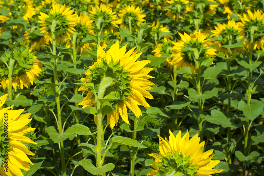 Sunflower Sunflower
