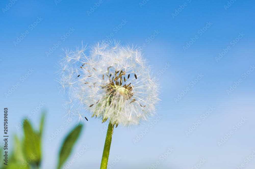 dandelion flower on blue sky background