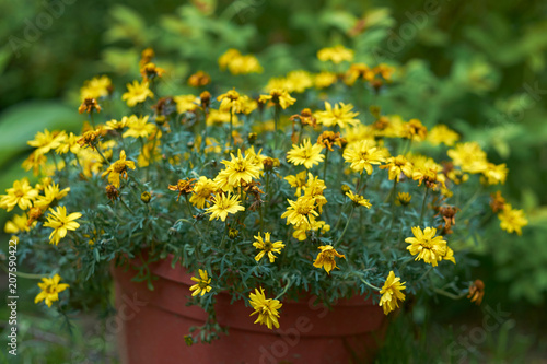 summer flowers nature Wallpaper photos images the sun is bright colors of green grass flowerbed garden