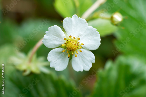 summer flowers nature Wallpaper photos images the sun is bright colors of green grass flowerbed garden