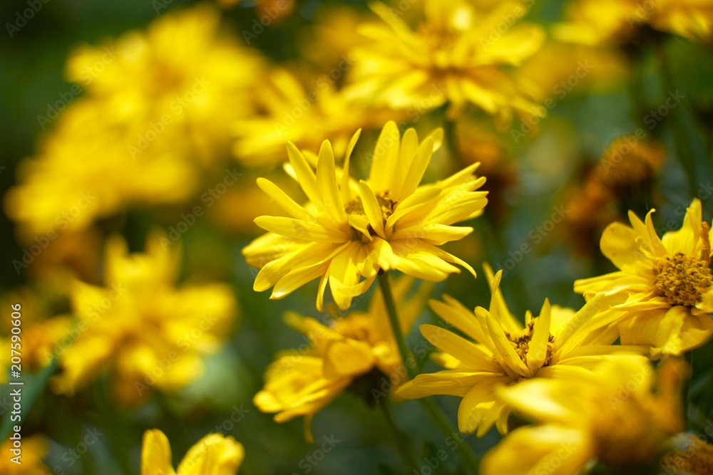 summer flowers nature Wallpaper photos images the sun is bright colors of green grass flowerbed garden summer flowers nature Wallpaper photos images the sun is bright colors of green grass flowerbed garden